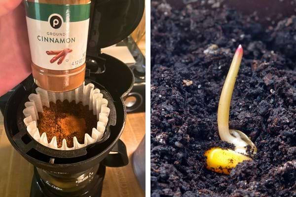 Cannelle dans un filtre à café et graine germée.