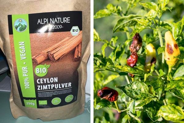 Cannelle de Ceylan en sachet et des piments brûlés sur pied.
