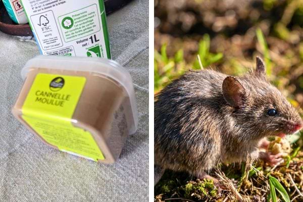 Boîte de cannelle et souris dans l’herbe.