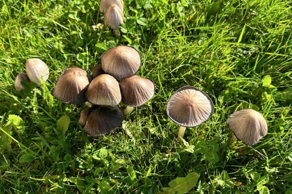 Champignons sauvages poussant dans l’herbe.