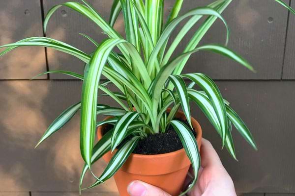 Chlorophytum aux feuilles fines vertes et blanches.