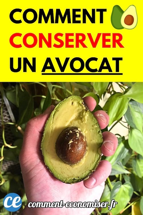 Une main tenant un demi-avocat bien mûr, avec des plantes en arrière-plan.