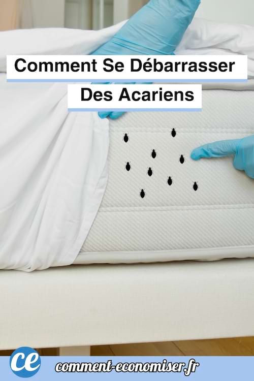 Matelas blanc avec des gants bleus soulevant le drap et montrant des acariens noirs.
