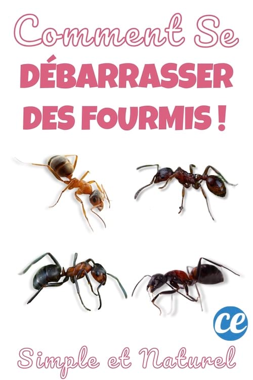 Quatre fourmis de différentes espèces sur fond blanc.