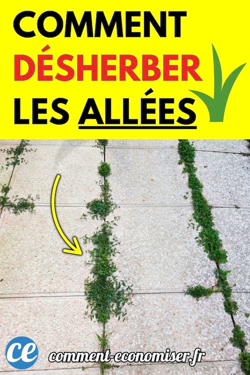 Mauvaises herbes poussant entre les dalles d’une allée extérieure.