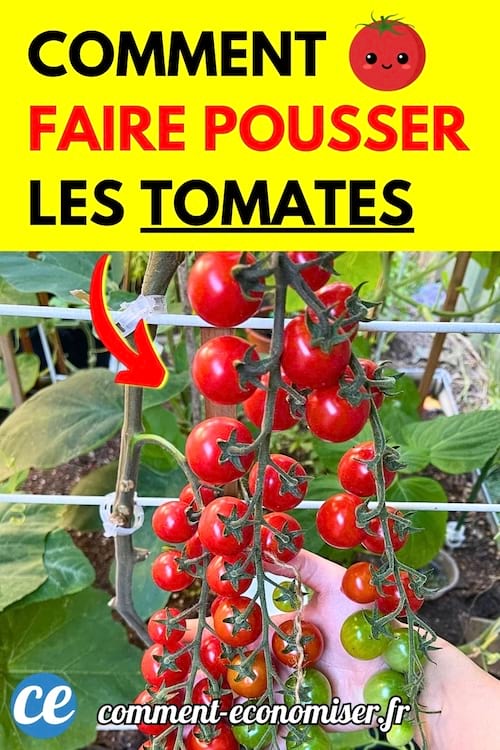 Main tenant une grappe de tomates cerises rouges accrochées à une tige soutenue par un tuteur.