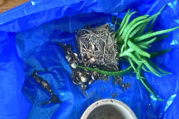 Des coques de pistache dans un compost bleu avec une plante