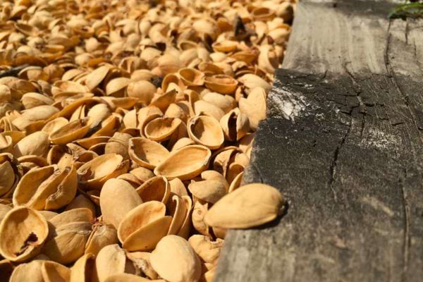 Des coques de pistache