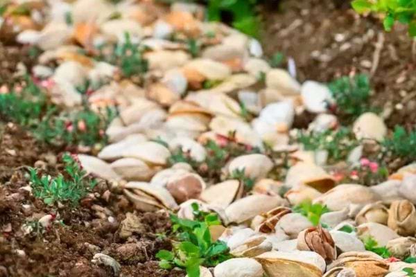 Des coques de pistache sur de la Terre