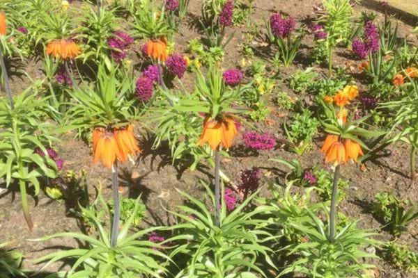 Couronnes impériales orange au feuillage en rosette.