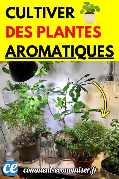 Plusieurs plantes aromatiques en pots placées sous une lampe horticole en intérieur.