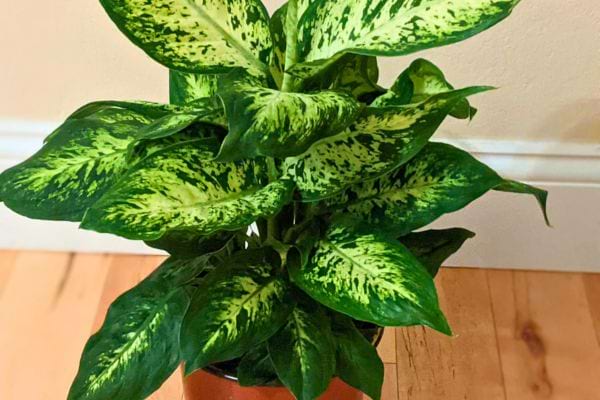 Une dieffenbachia aux feuilles panachées vert clair et foncé.