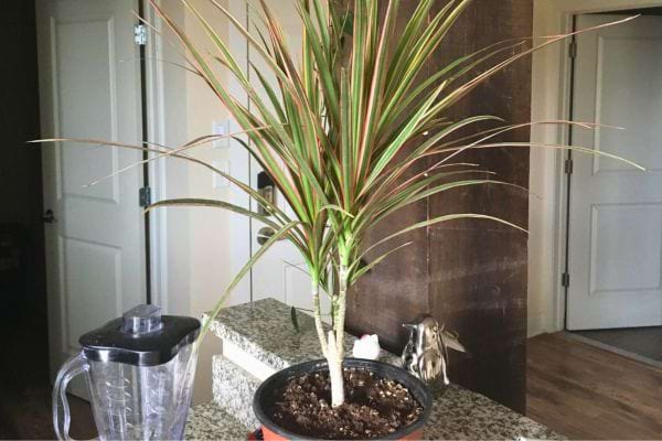 Un dracaena marginata élancé avec des feuilles longues et rayées.