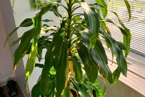 Un dracaena au feuillage long, dans un coin lumineux.