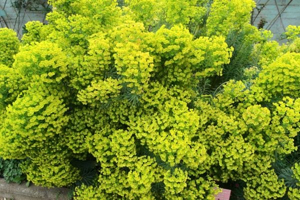 Touffe dense d’euphorbes aux petites fleurs jaunes.