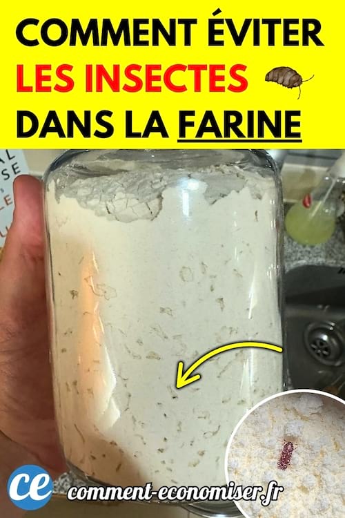 Main tenant un grand bocal en verre rempli de farine où l’on aperçoit des petits insectes.