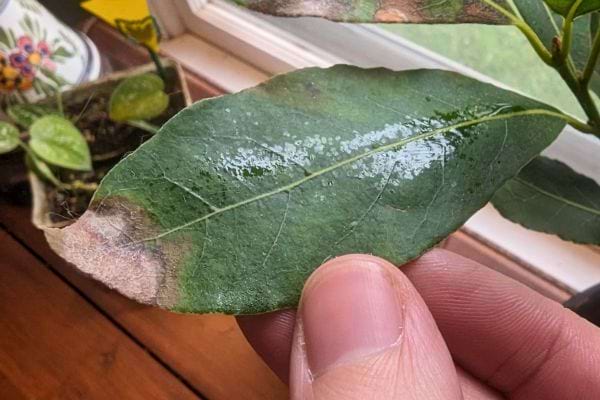 Une feuille abîmée avec des taches montre un possible champignon.