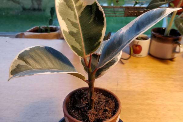 Ficus elastica aux grandes feuilles vert foncé panaché.