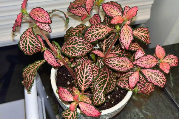 Fittonia aux nervures roses dans un pot blanc.