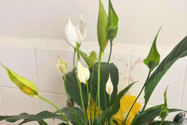 Spathiphyllum avec fleurs blanches en forme de voile.