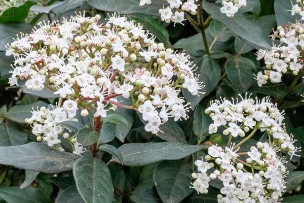 Fleurs blanches en bouquets sur un feuillage vert foncé.