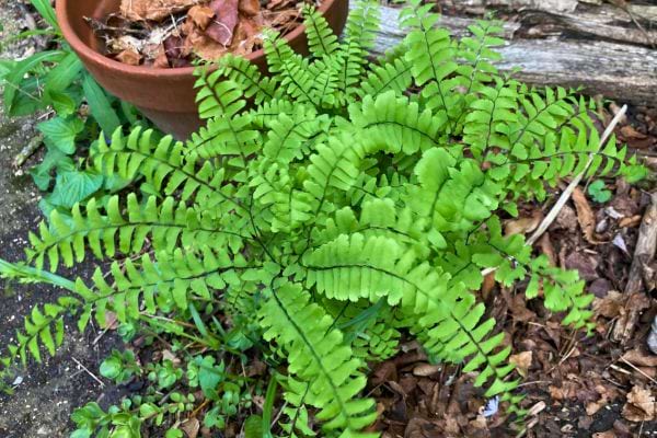Une fougère à frondes fines, bien verte et en extérieur.