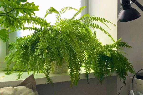 Grande fougère verte posée sur un rebord de fenêtre.