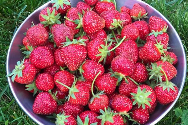 Fraises rouges brillantes cueillies dans un bol.