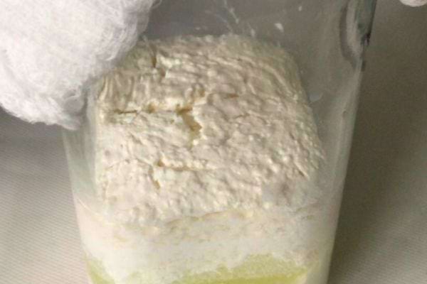 Du fromage en cours de fermentation dans un bocal.