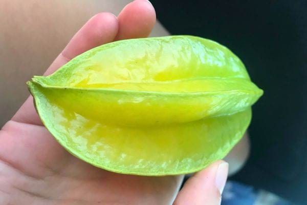 Carambole jaune brillante tenue en main.