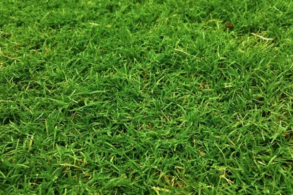 Gazon dense et bien vert vu de près.