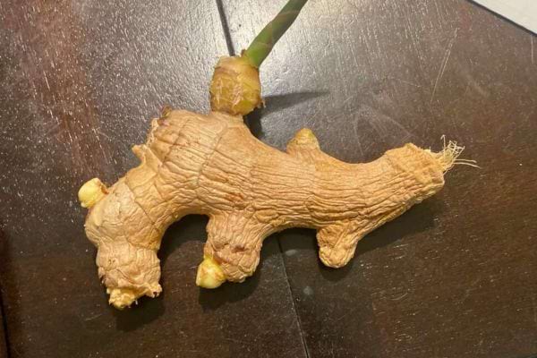 Un gingembre sec avec des débuts de germes.