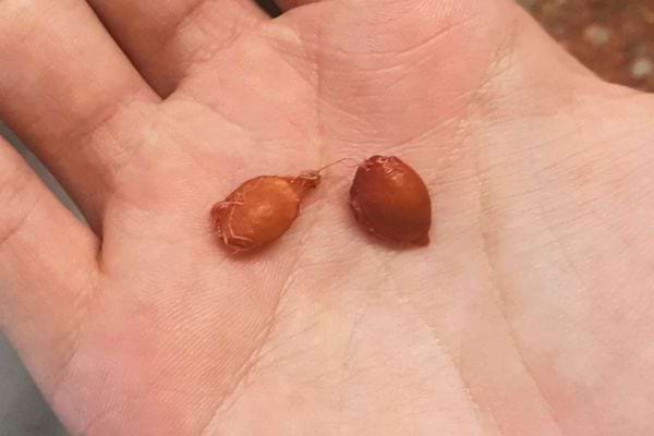 Deux pépins de pomme posés sur une paume.