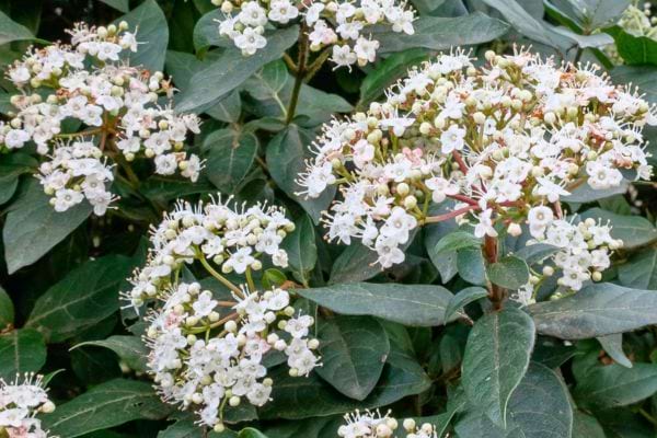 Zoom sur des petites fleurs blanches de l’arbuste.