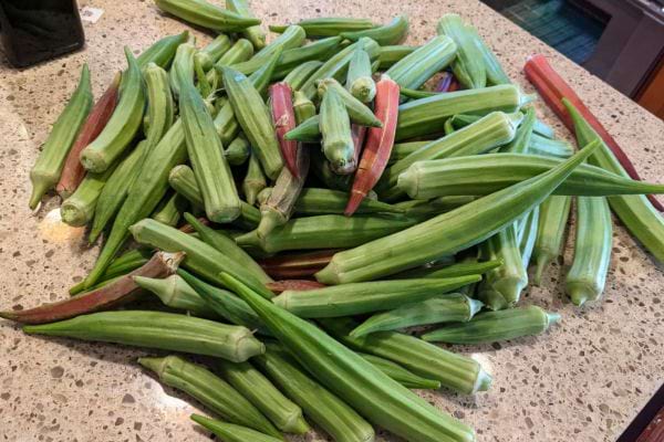 Gombos frais étalés sur un plan de travail.