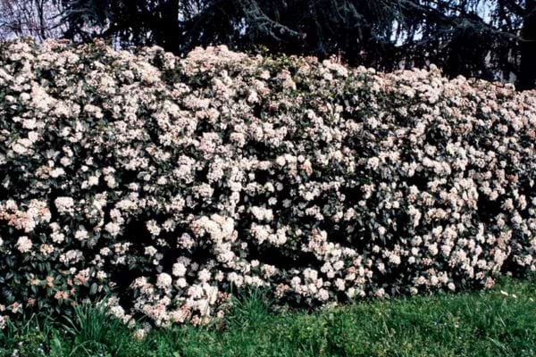 Longue haie dense couverte de fleurs blanches.