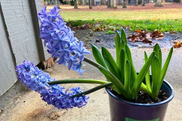 Jacinthes violettes en pot sur une terrasse.