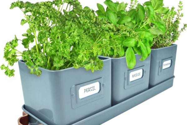 un potager bio intérieur