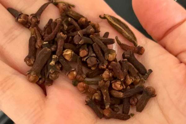 Clous de girofle secs dans une main.