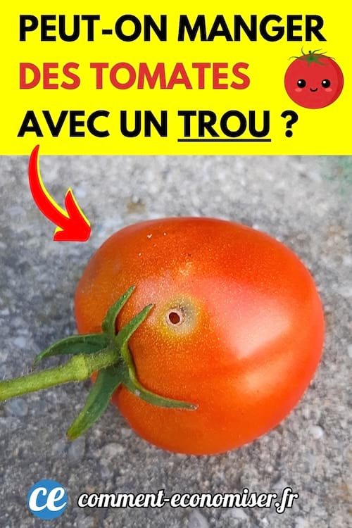 Une belle tomate rouge mais qui a un trou sur la peau