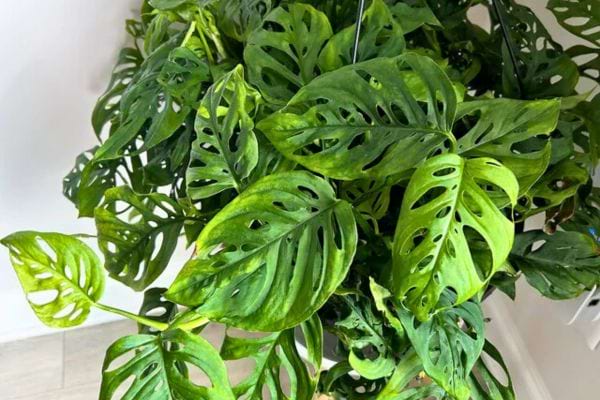 Une monstera adansonii aux feuilles percées et décoratives.