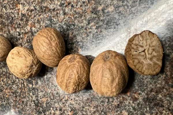 Noix de muscade entières sur un plan de travail.