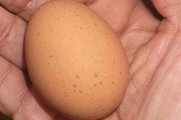 Œuf brun tacheté tenu dans une main.