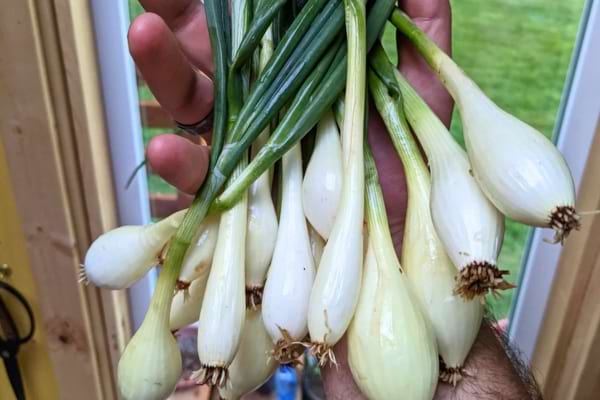 Oignons nouveaux avec tiges vertes en bouquet.