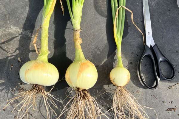 Trois oignons frais avec racines et tiges vertes.