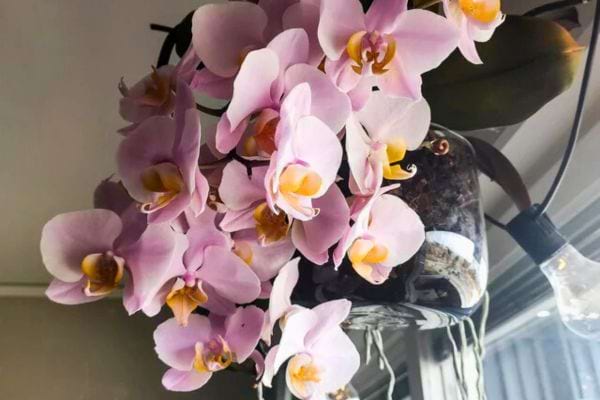 Orchidées roses en fleurs suspendues dans un pot.