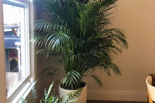 Palmier majestueux près d'une fenêtre lumineuse.