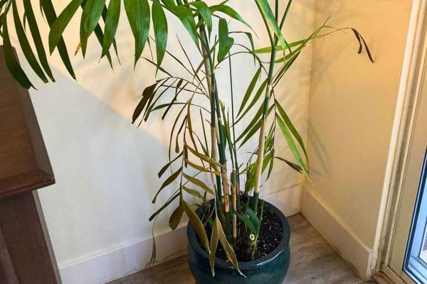 Palmier d’intérieur aux feuilles jaunies dans un coin.