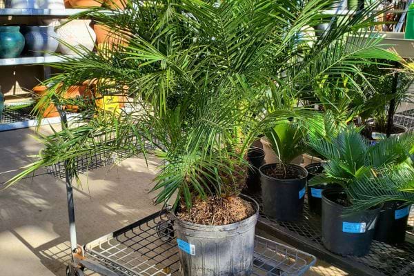 Petit palmier en pot dans une jardinerie.