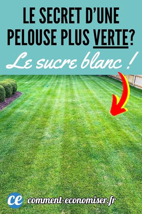 Une pelouse plus verte grâce au sucre blanc dans un jardin